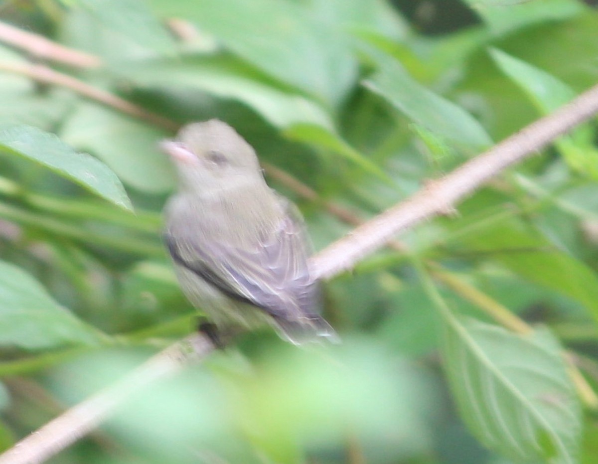 Pale-billed Flowerpecker - ML54921851