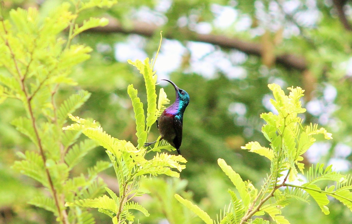 Loten's Sunbird - ML54921881