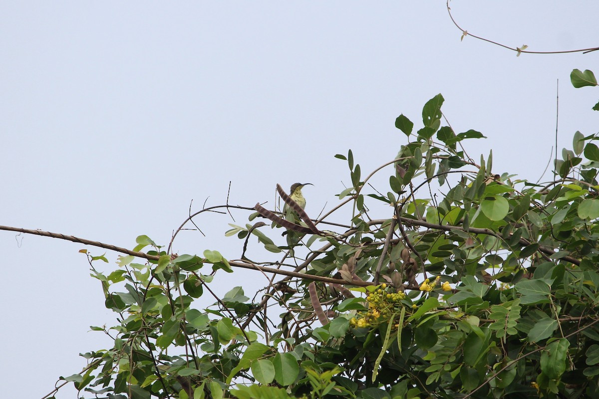 Loten's Sunbird - ML54921901