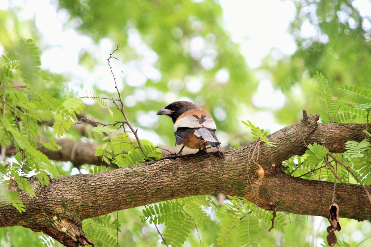 Rufous Treepie - ML54921921