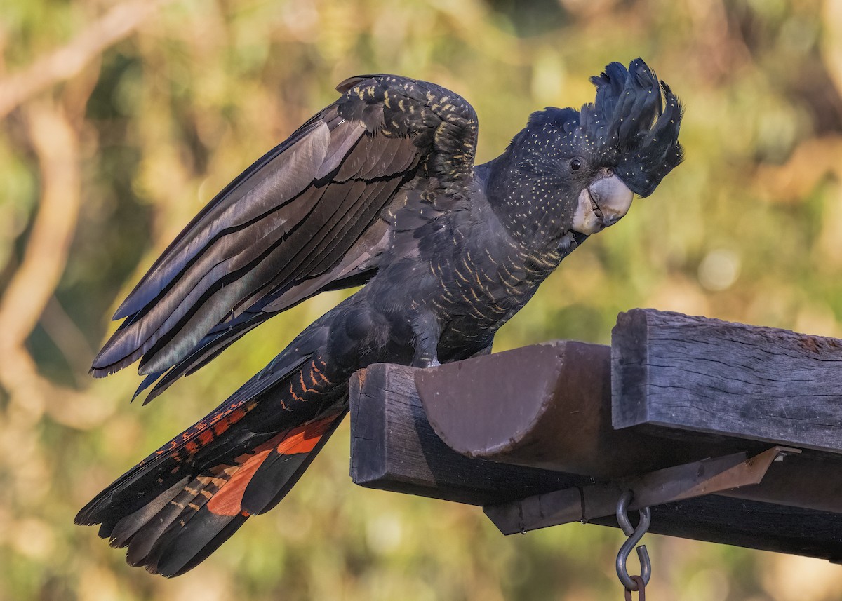 Red-tailed Black-Cockatoo - ML549219631