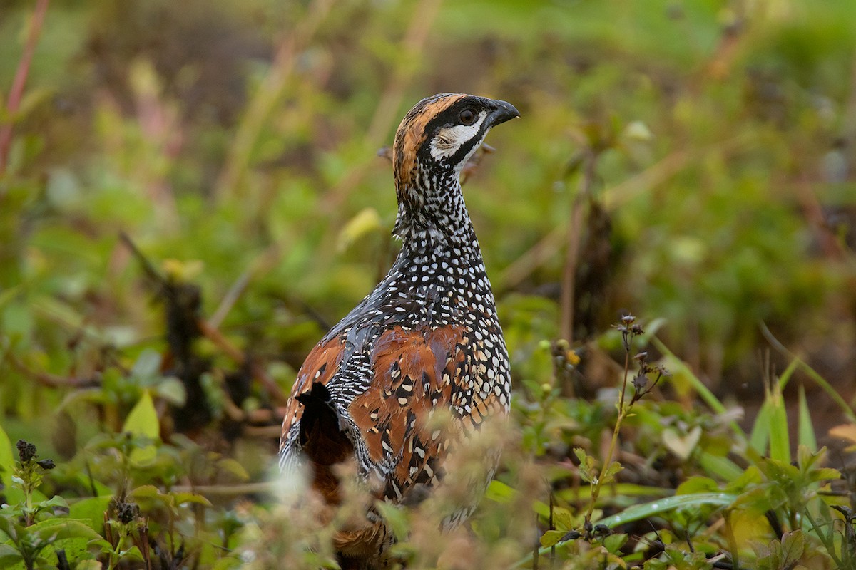 Chinese Francolin - Ayuwat Jearwattanakanok