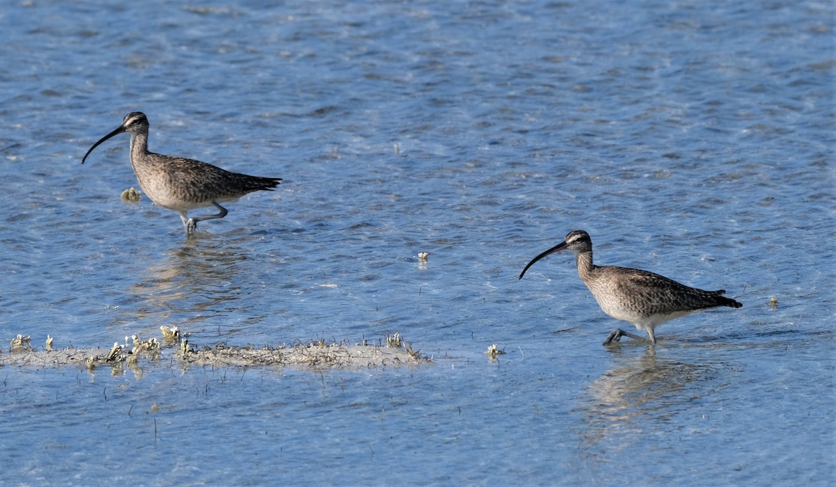 Whimbrel - ML549223131