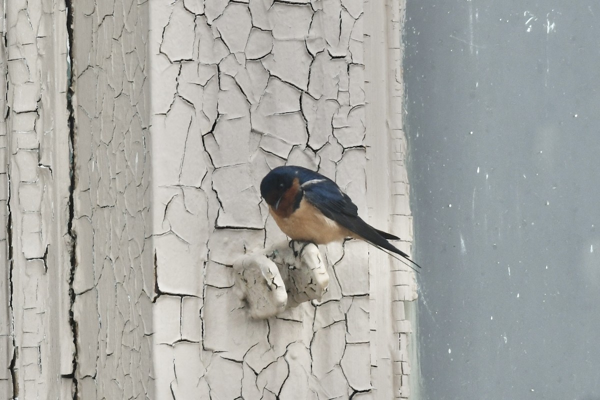 Barn Swallow - ML549225061