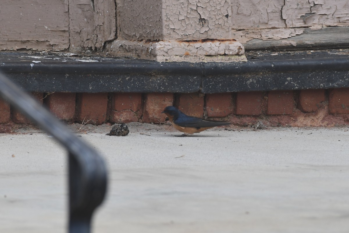 Barn Swallow - ML549225071