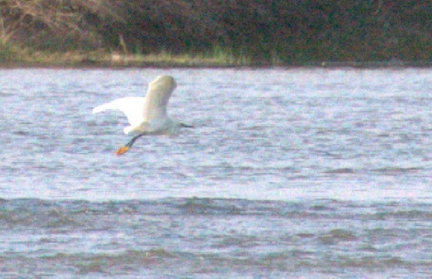 Snowy Egret - ML549225821