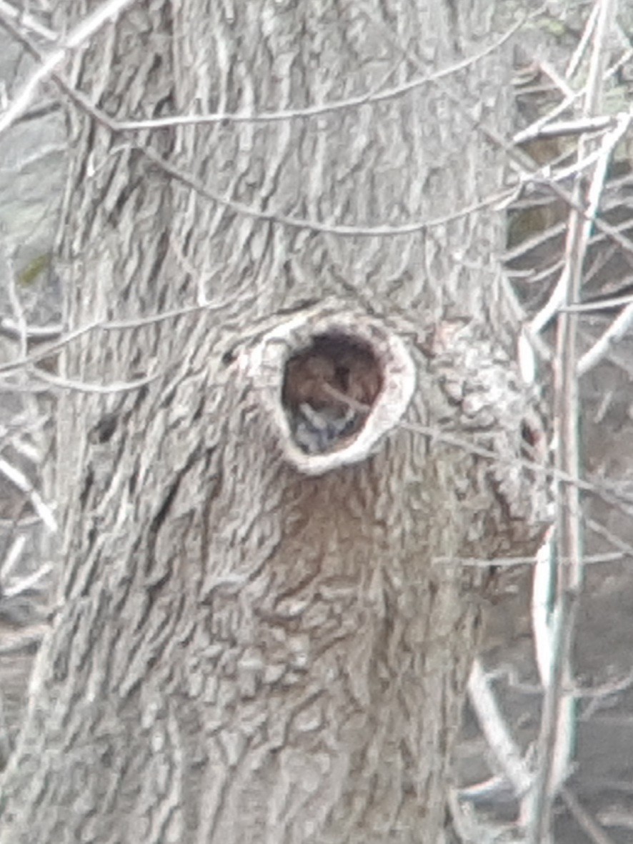 Eastern Screech-Owl (Northern) - Daniel Arias-Cruzatty