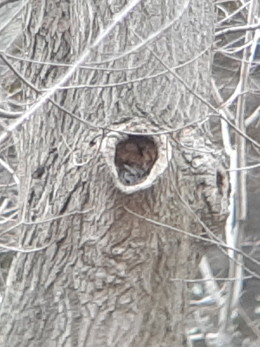 Eastern Screech-Owl (Northern) - ML549225961