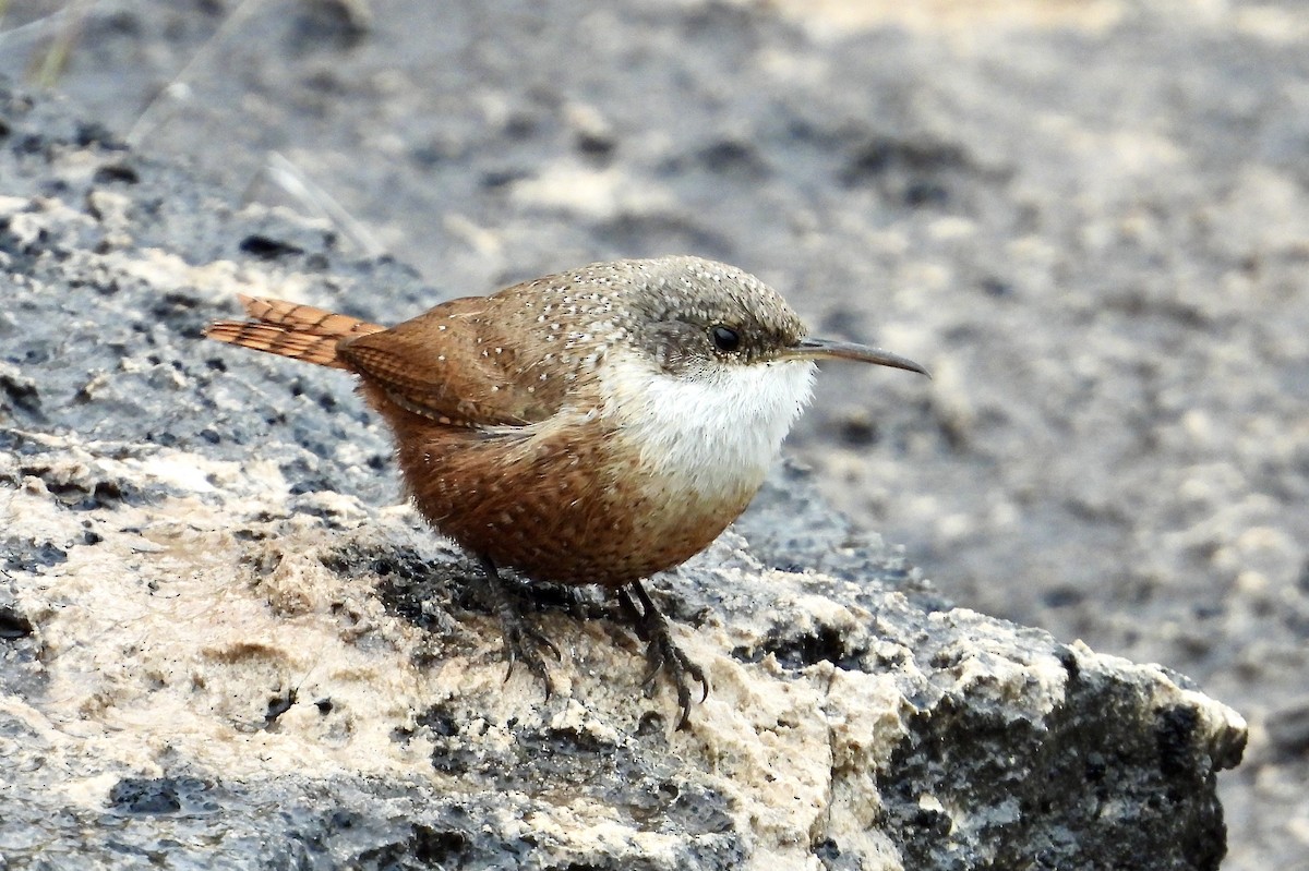 Canyon Wren - ML549226281