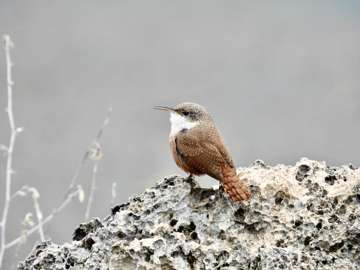 Canyon Wren - ML549226291