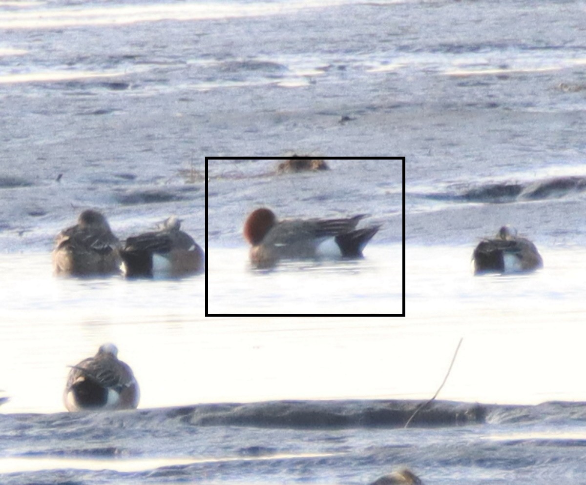 Eurasian Wigeon - ML549226601