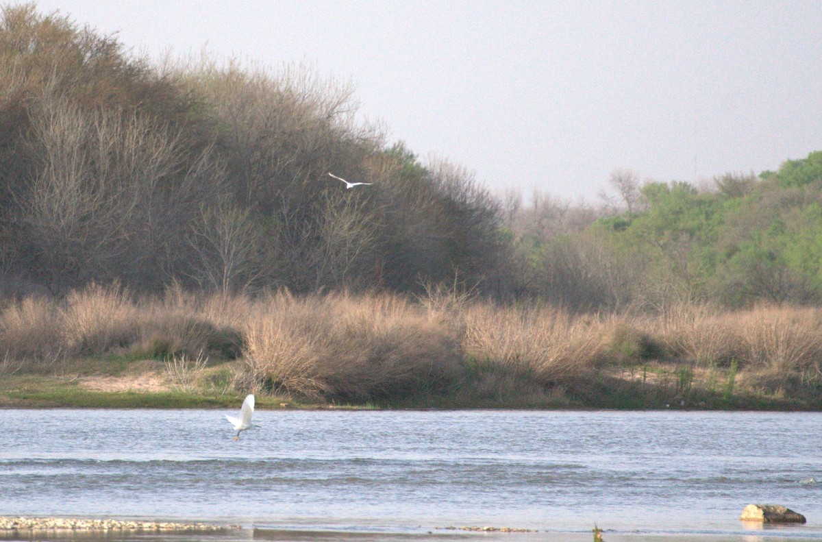 Snowy Egret - ML549226811