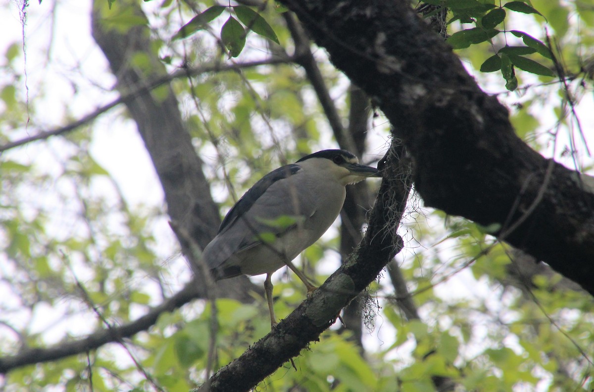 Ногоовор зашин - ML549227401