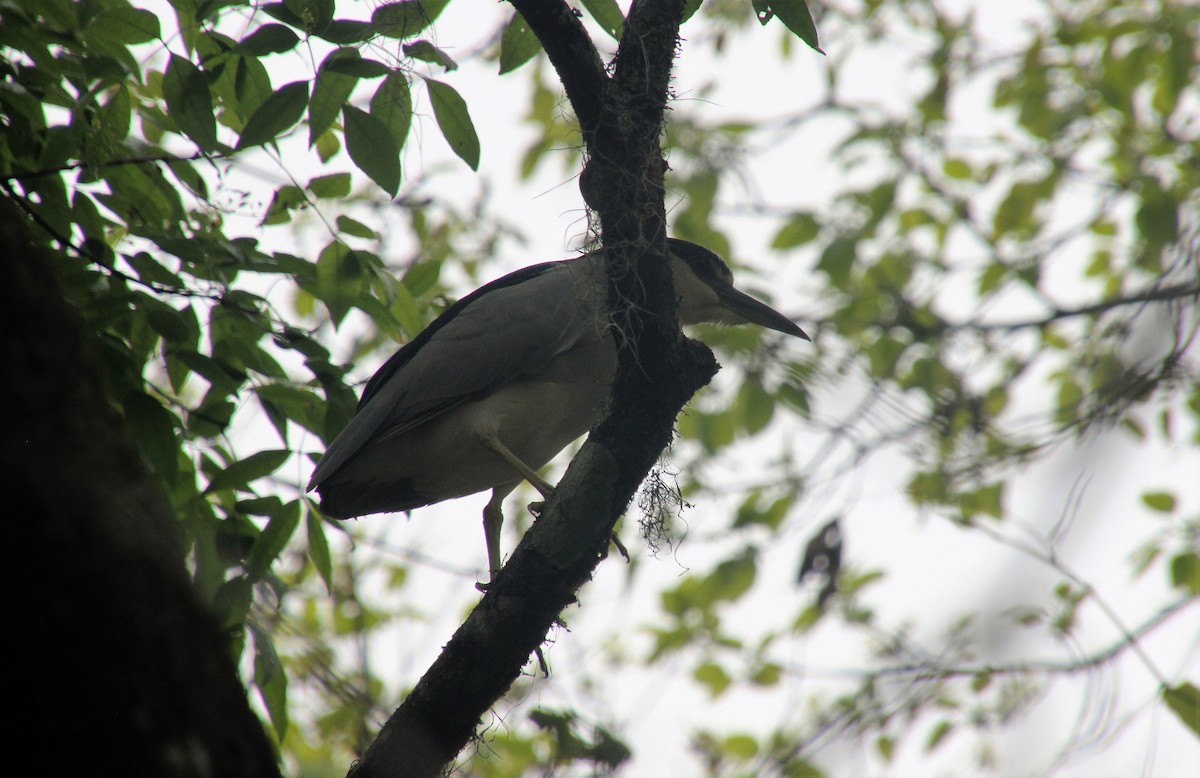 Ногоовор зашин - ML549227541