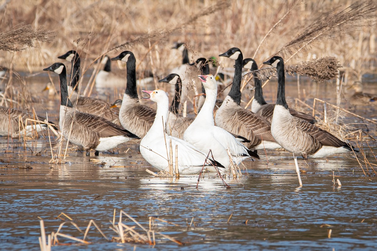 Snow Goose - ML549227611