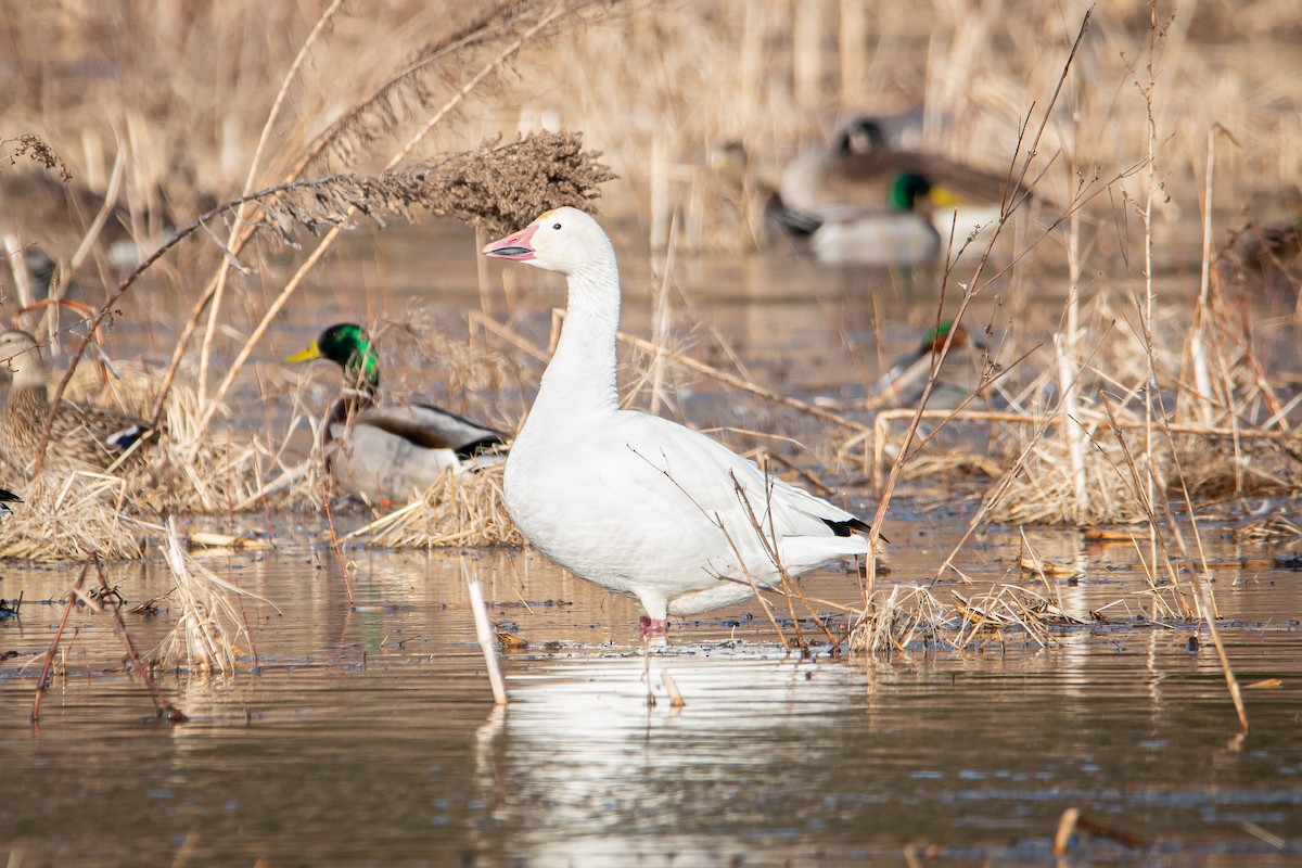 Snow Goose - Eric Conte