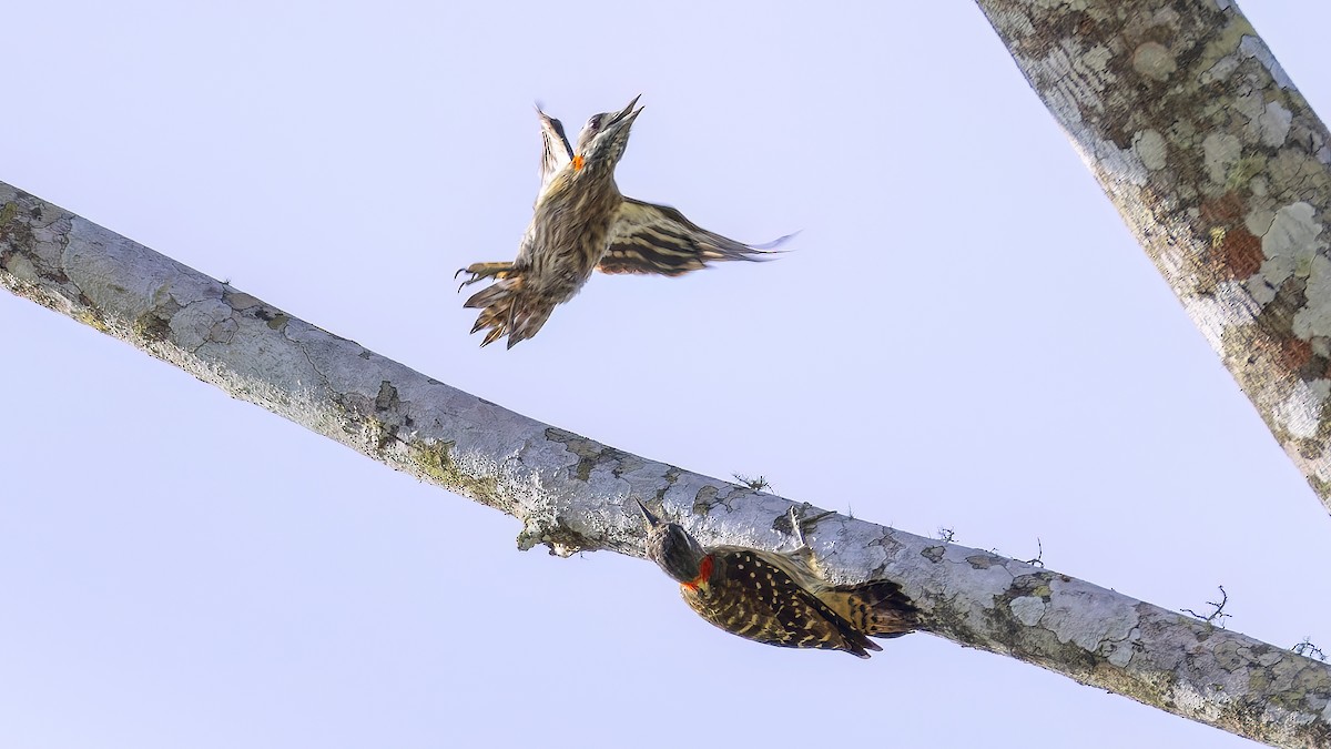 Sulawesi Pygmy Woodpecker - Kenneth Cheong