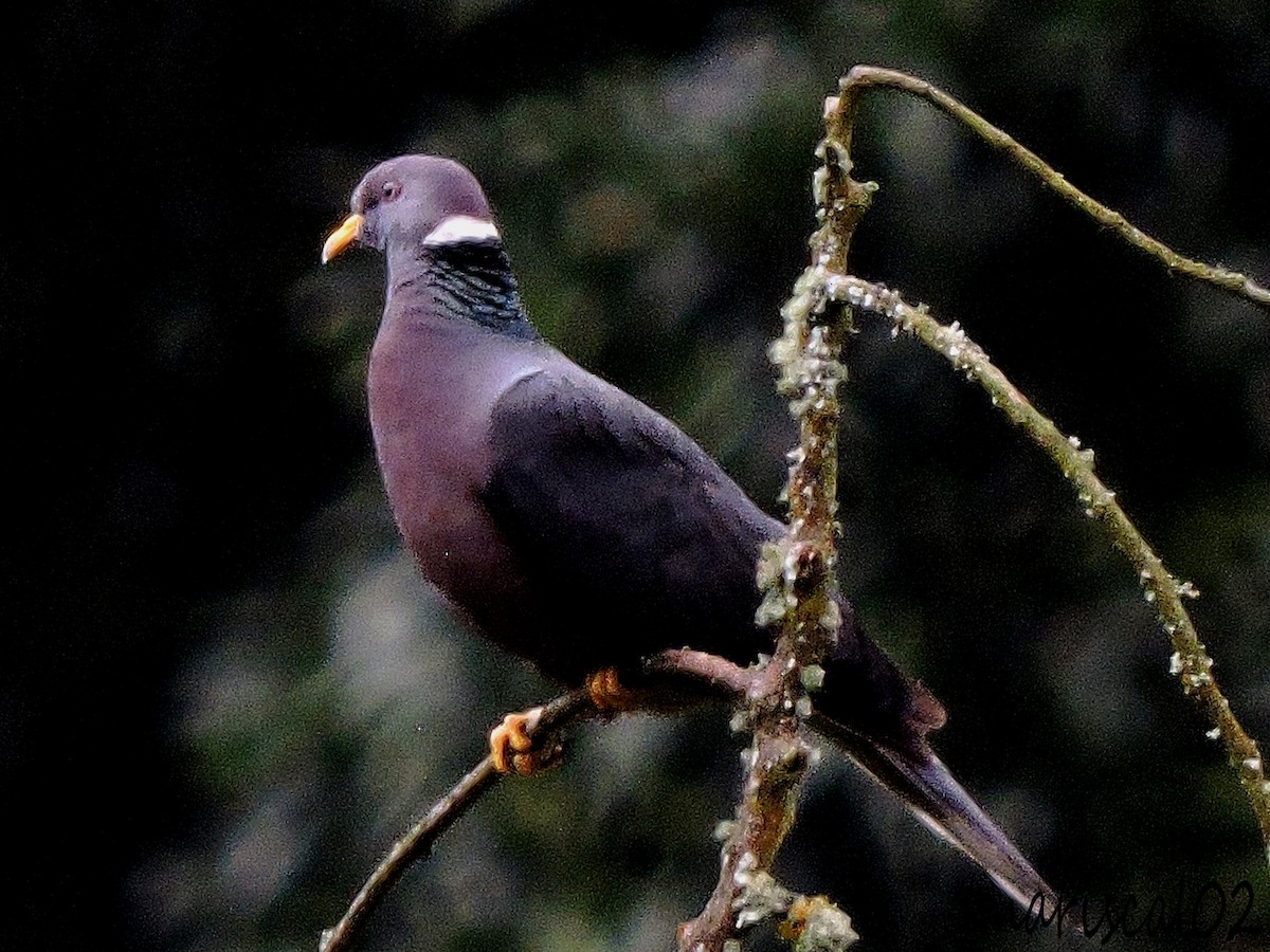 Band-tailed Pigeon - ML549228991