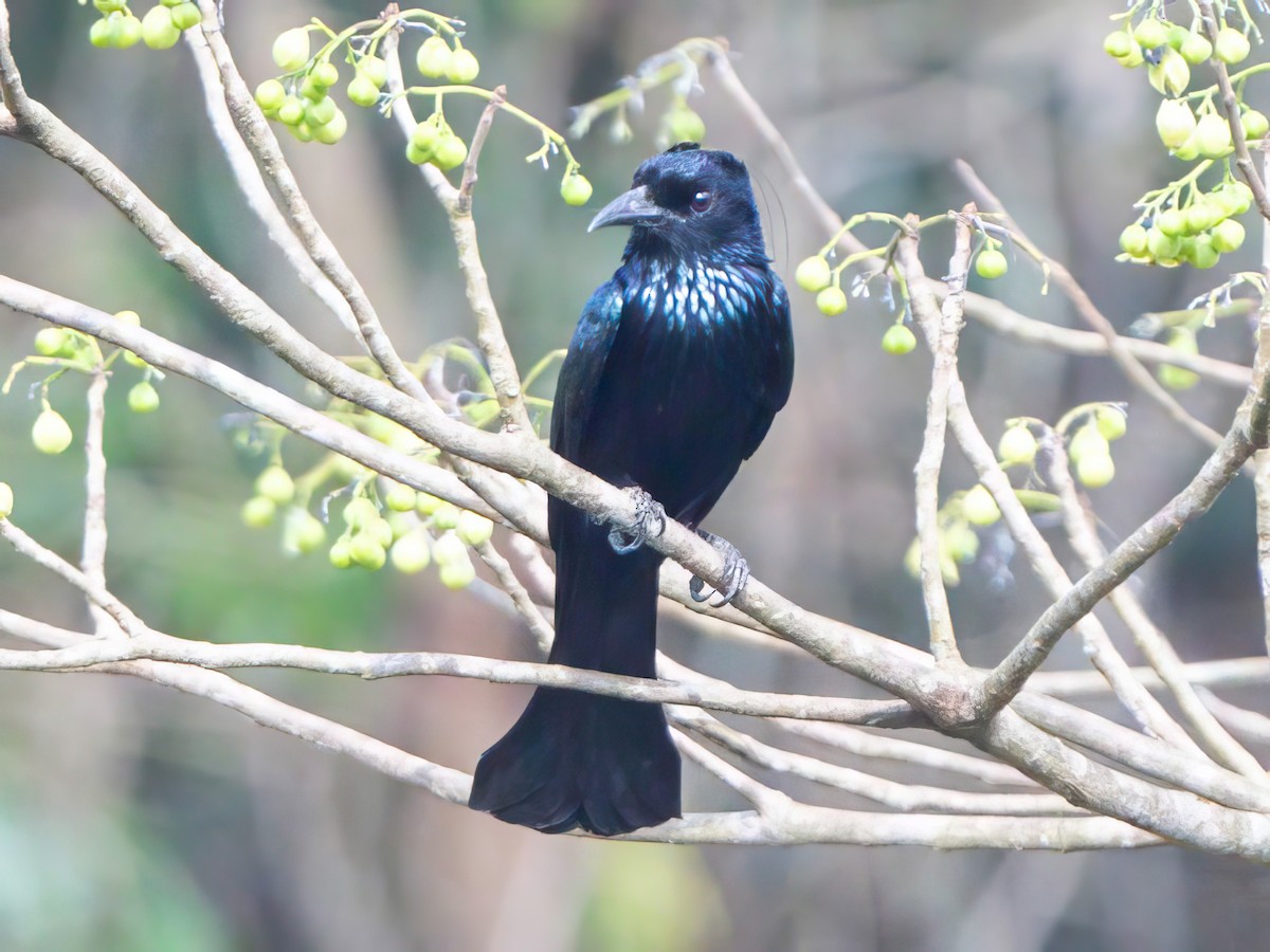 Drongo à crinière - ML549229171