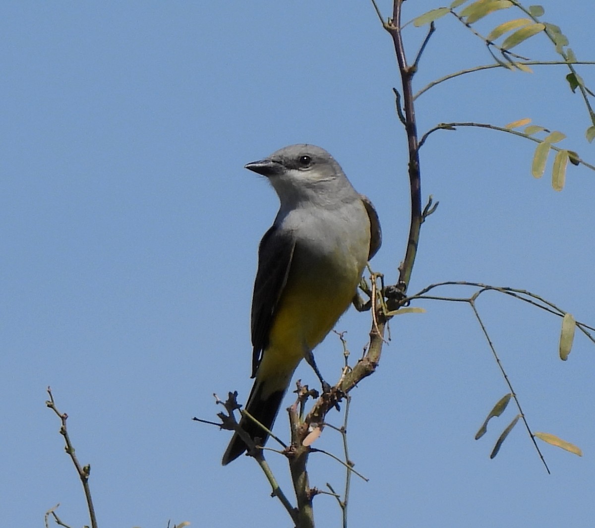 Schmalschnabel-Königstyrann - ML549229251