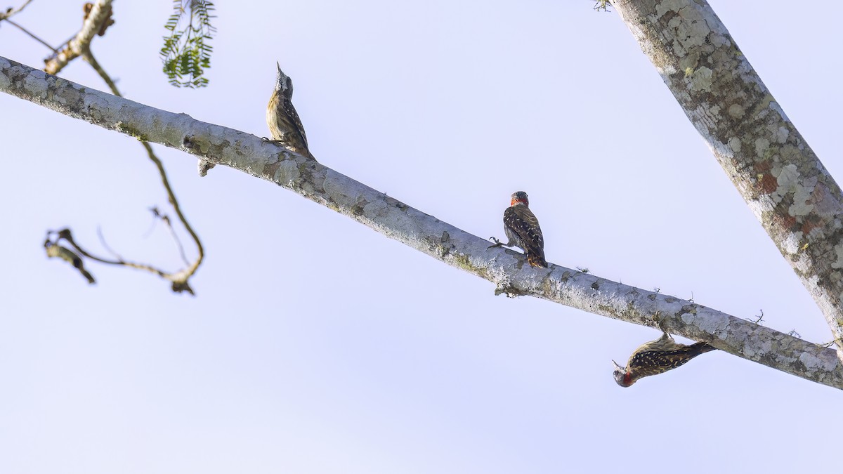 Sulawesi Pygmy Woodpecker - Kenneth Cheong