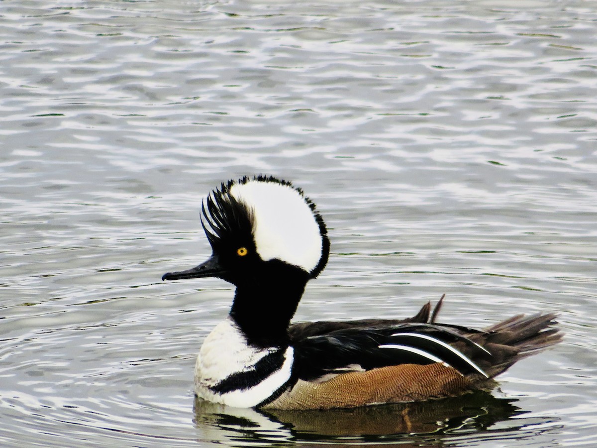 Hooded Merganser - ML549229501