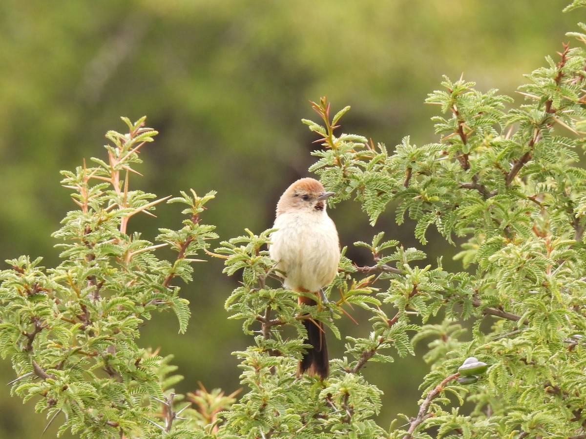 Creamy-breasted Canastero (Rusty-vented) - ML549231711