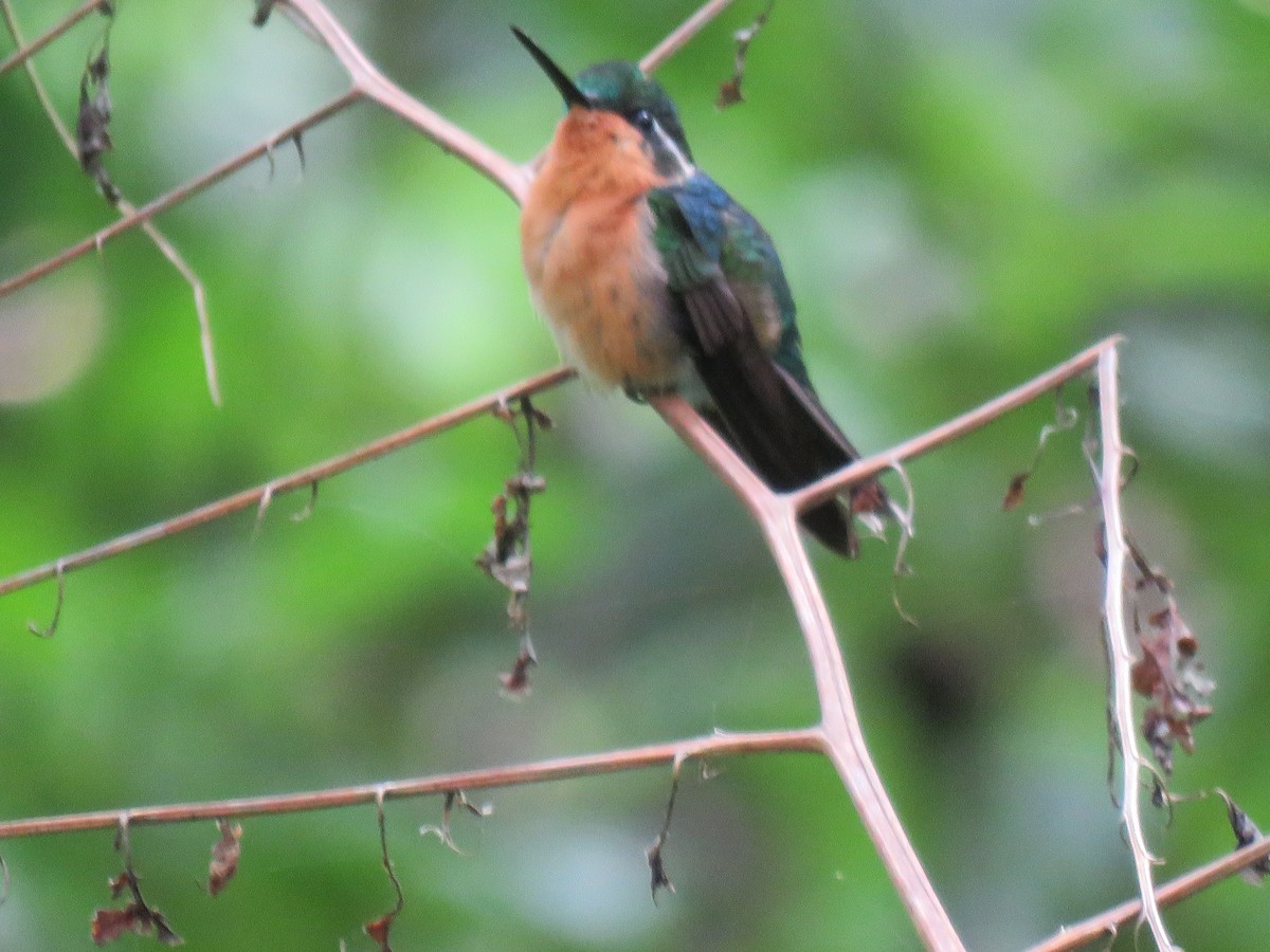 White-throated Mountain-gem - ML549231881