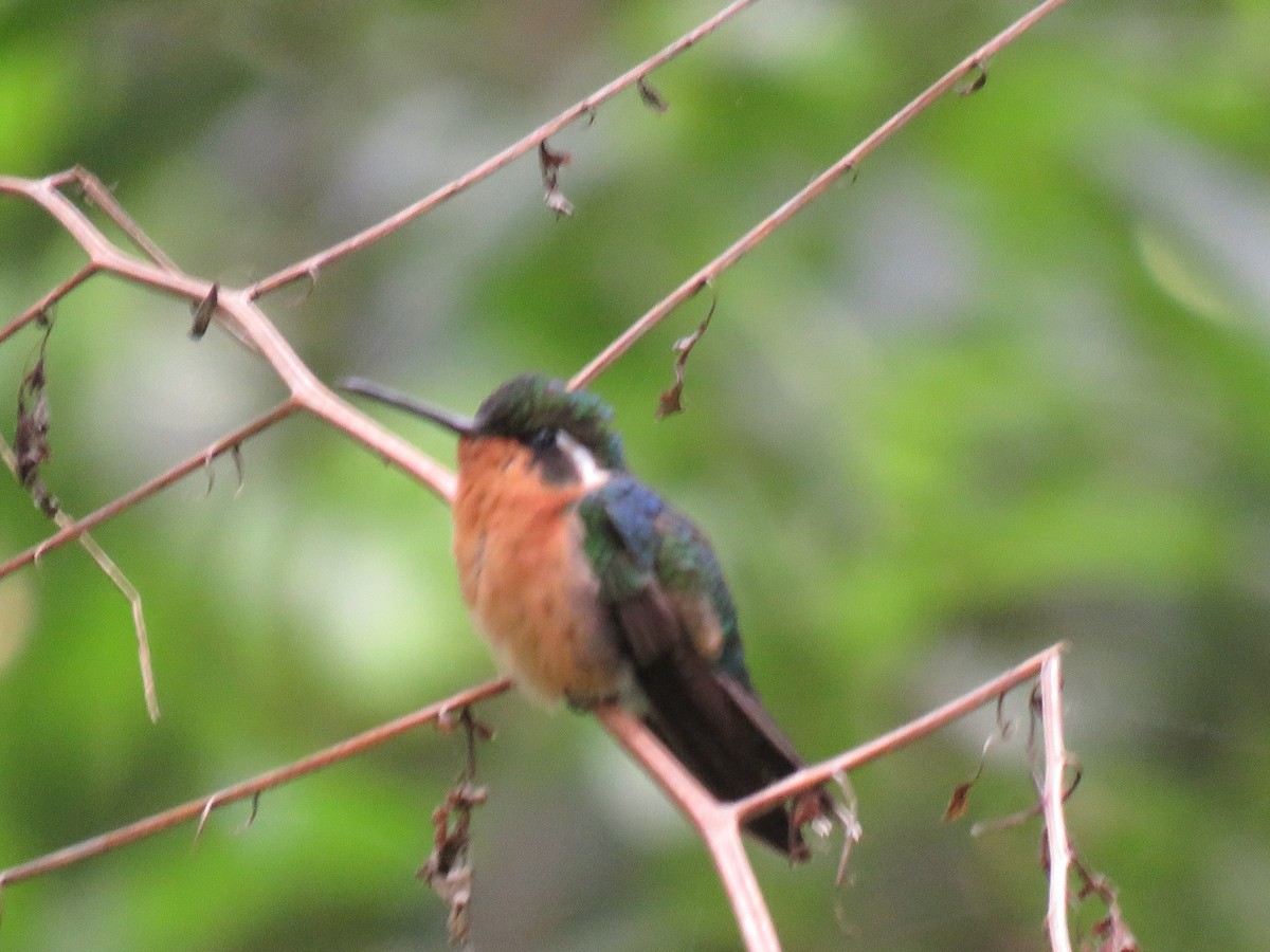 White-throated Mountain-gem - ML549231891