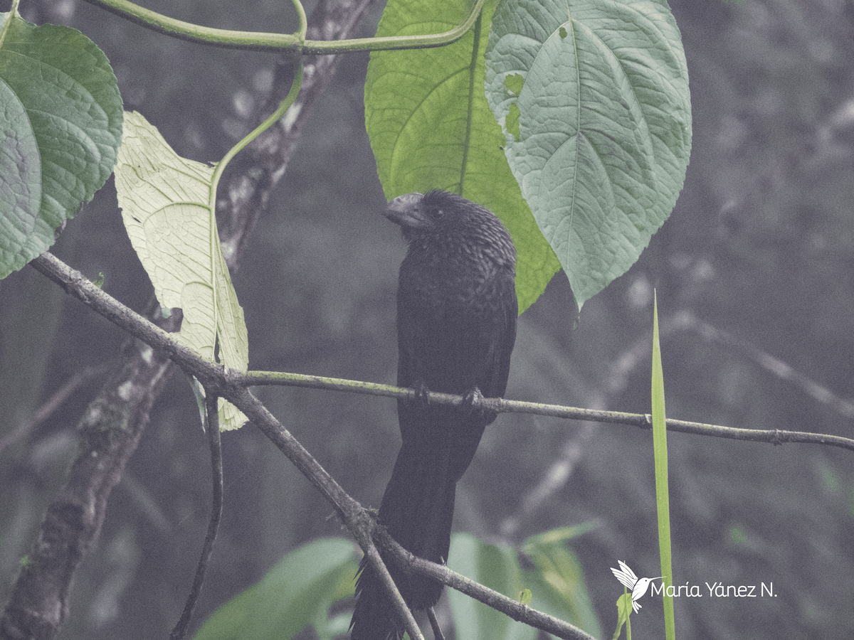 Smooth-billed Ani - ML549233991