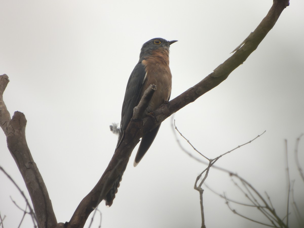 Fan-tailed Cuckoo - ML549234461