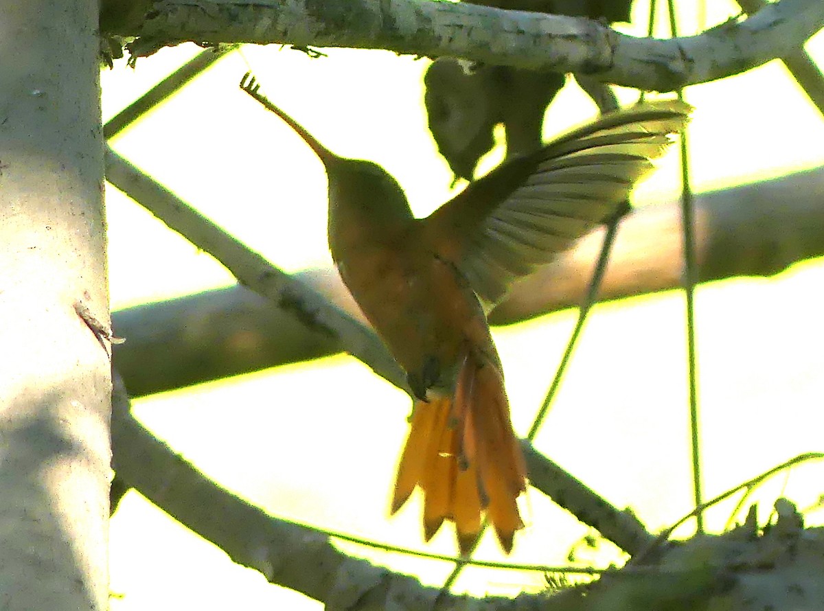 kanelkolibri - ML549234861