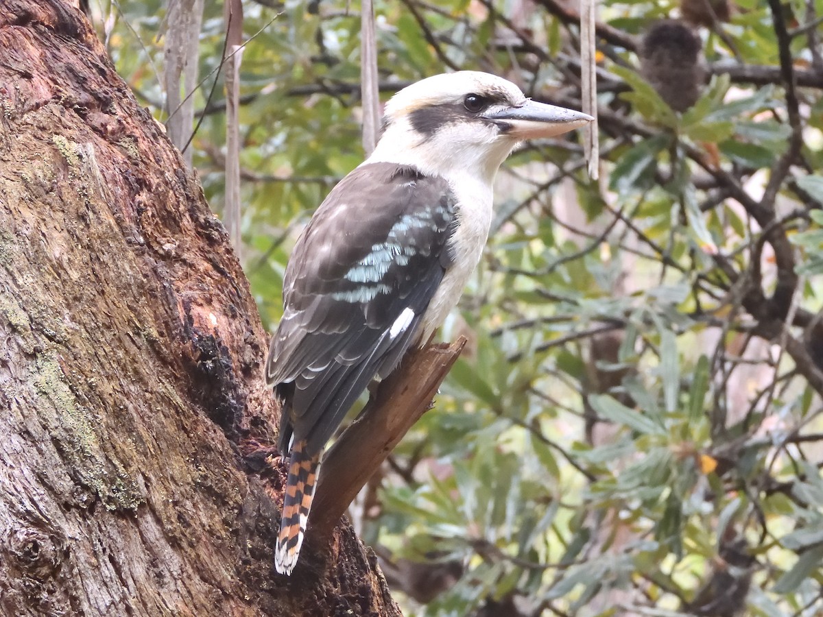 Laughing Kookaburra - ML549234941