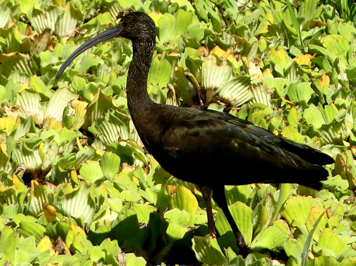 hvitgrimeibis - ML549235061