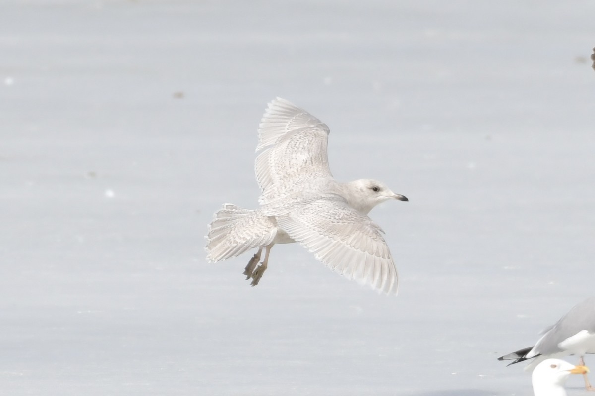 Gaviota Groenlandesa (kumlieni) - ML549235461