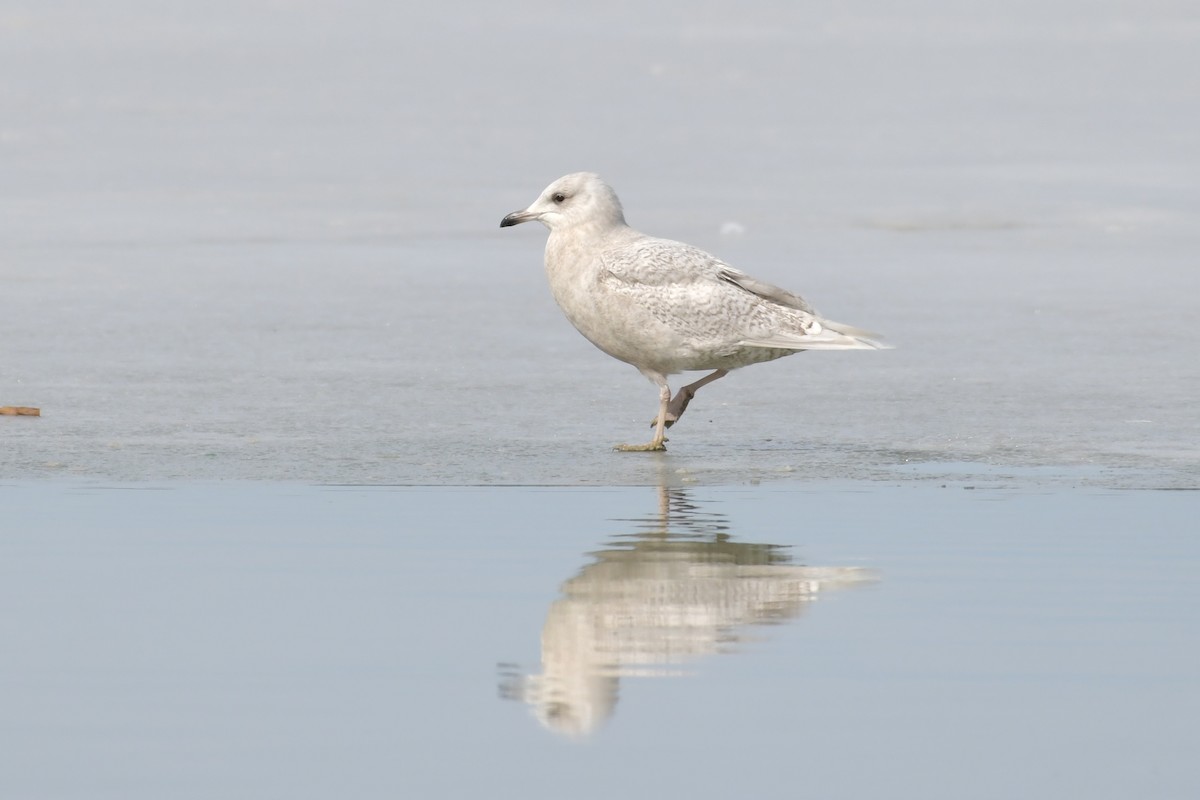 Gaviota Groenlandesa (kumlieni) - ML549235471