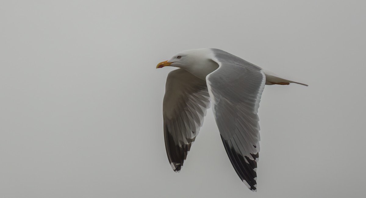 Yellow-legged Gull - Francisco Pires