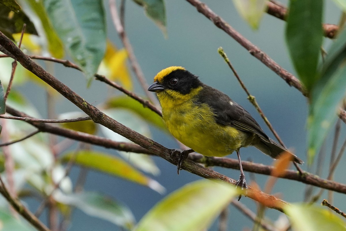 Tricolored Brushfinch - ML549235871