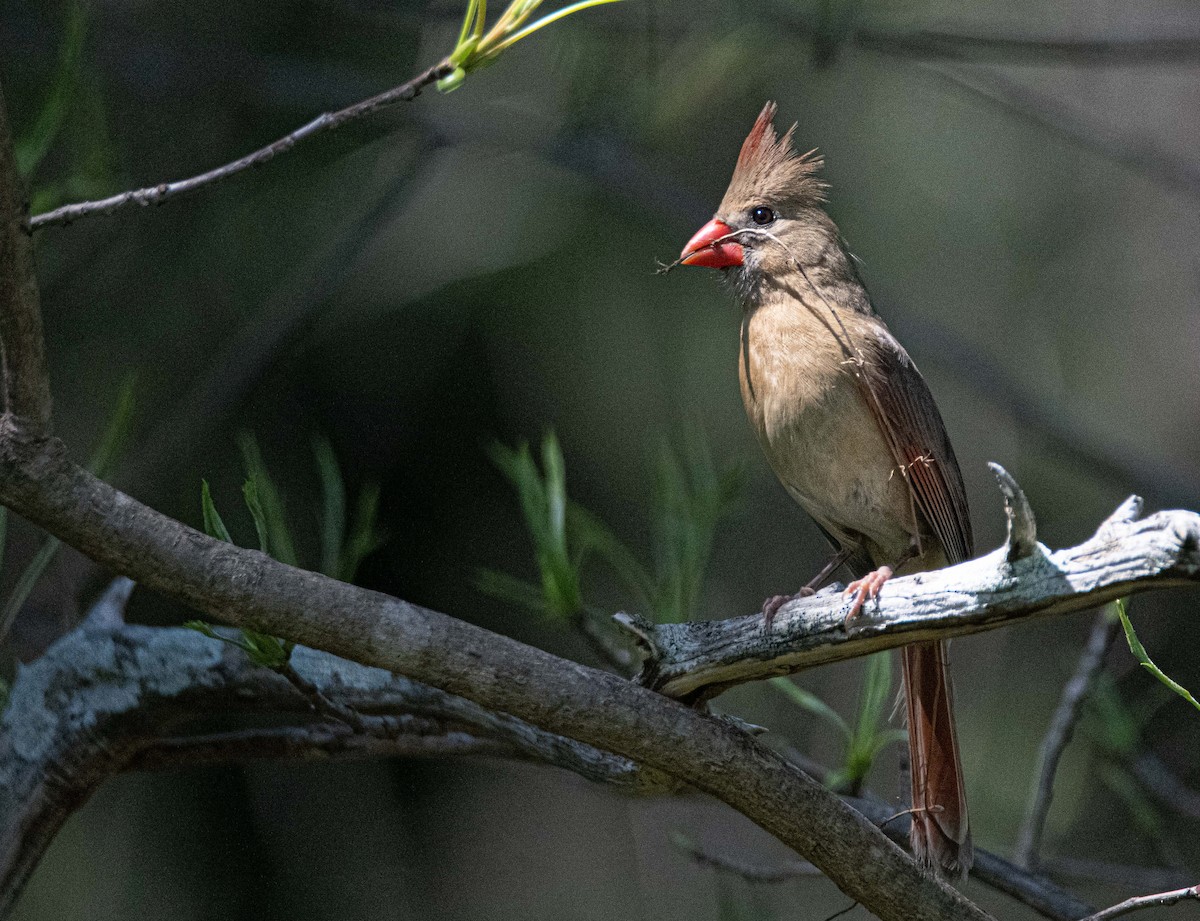 Northern Cardinal - ML549236011