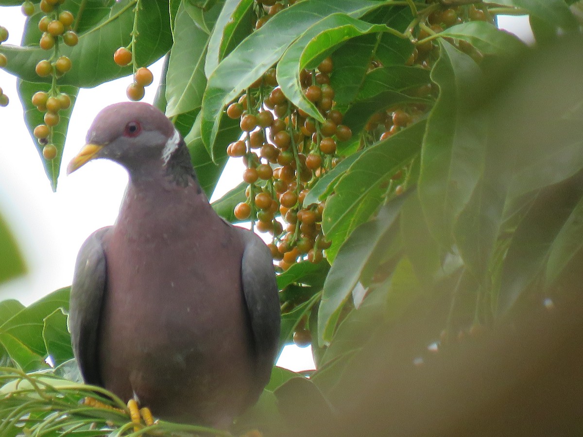 Band-tailed Pigeon - ML549236761