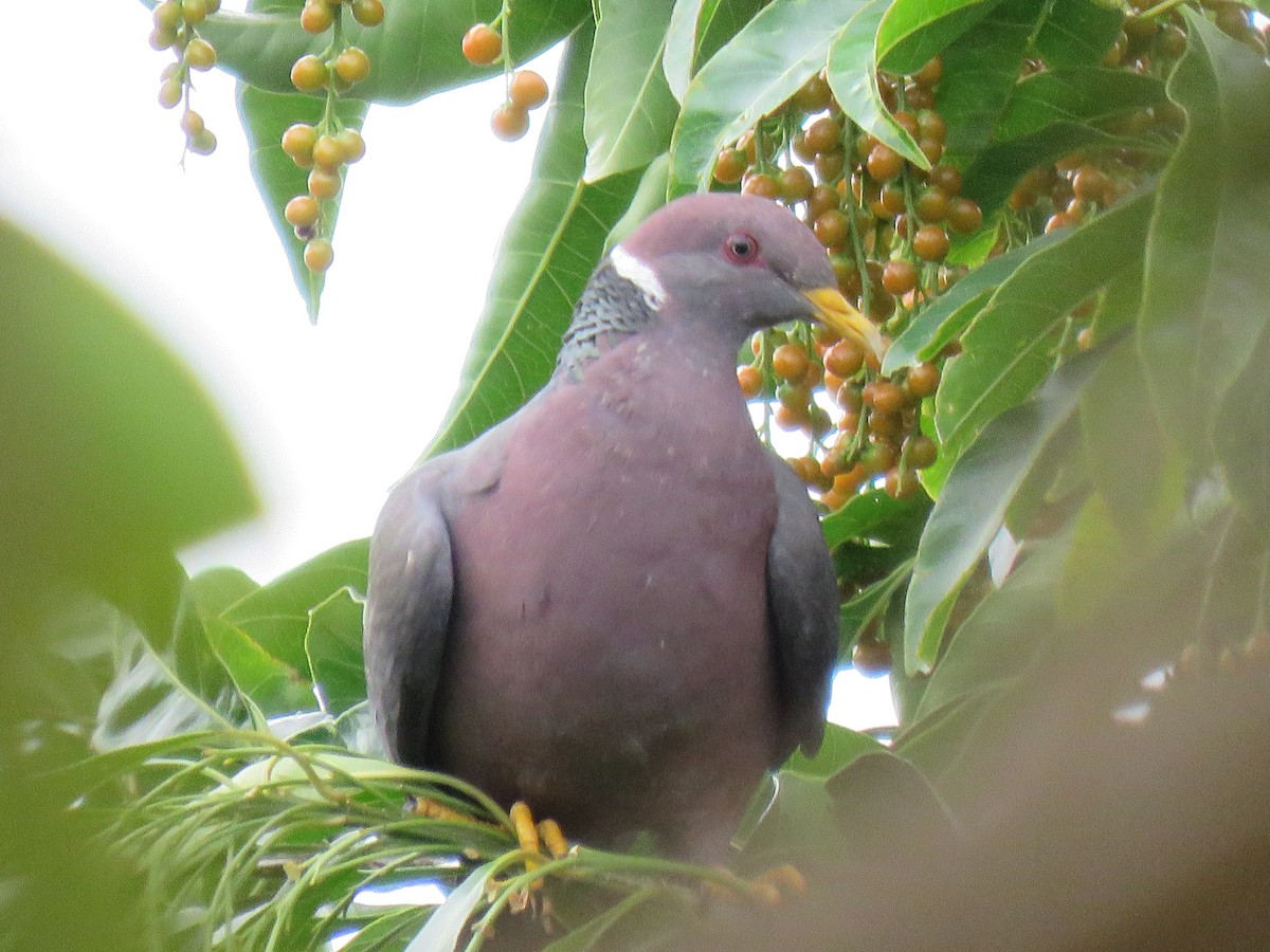 Band-tailed Pigeon - ML549236771