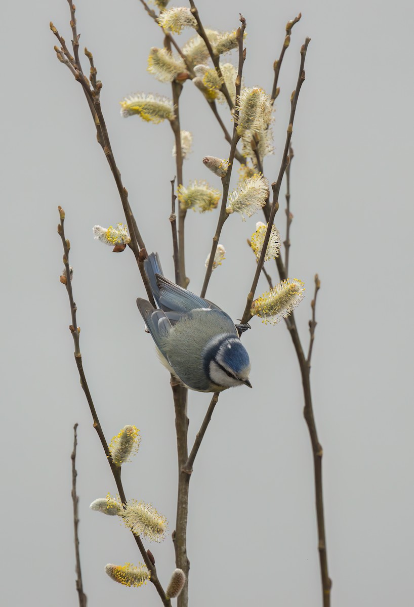 Eurasian Blue Tit - ML549237221