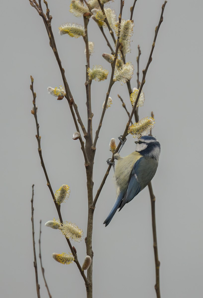 Eurasian Blue Tit - ML549237251