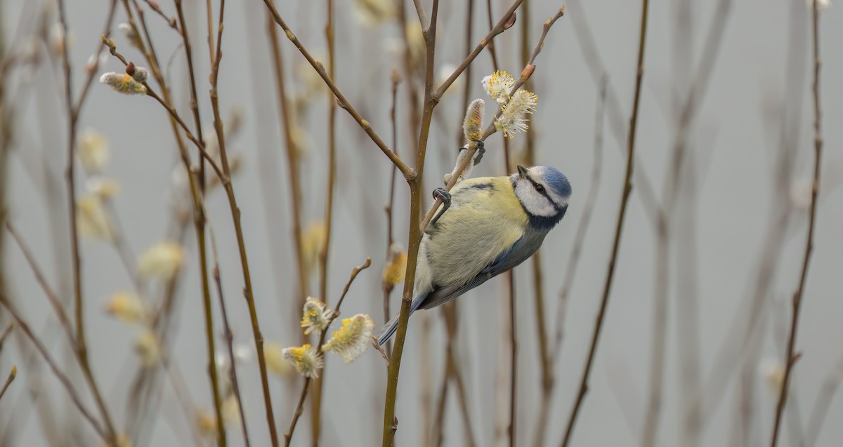 Eurasian Blue Tit - ML549237301