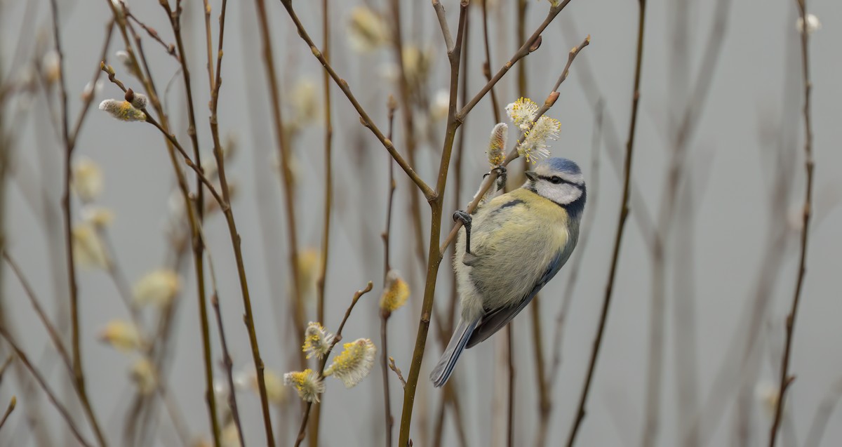 Eurasian Blue Tit - ML549237481