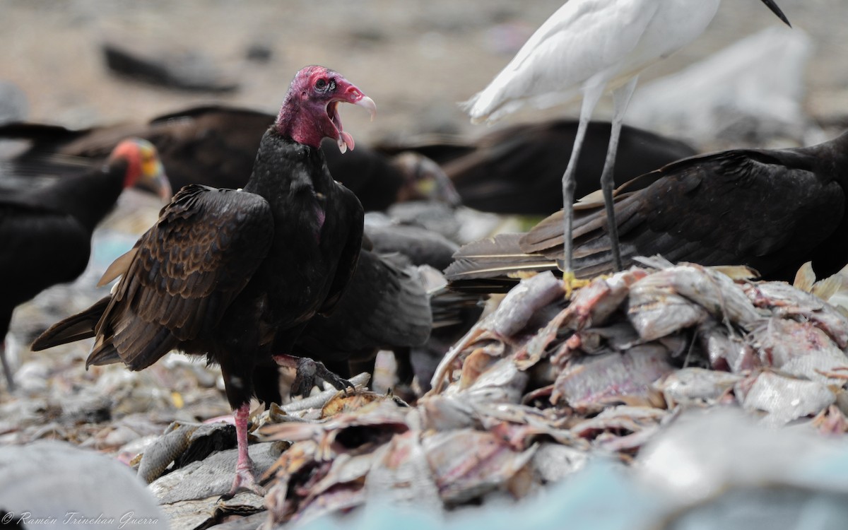 Turkey Vulture - Ramón  Trinchan Guerra