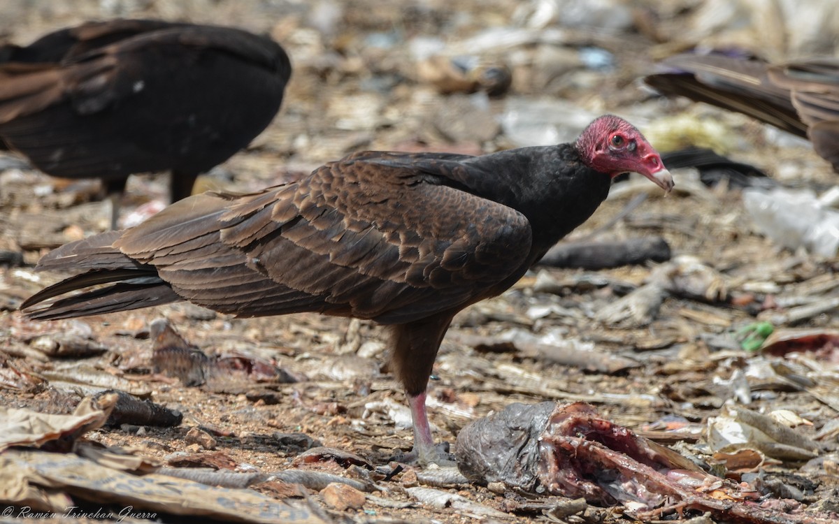 Turkey Vulture - ML549237861