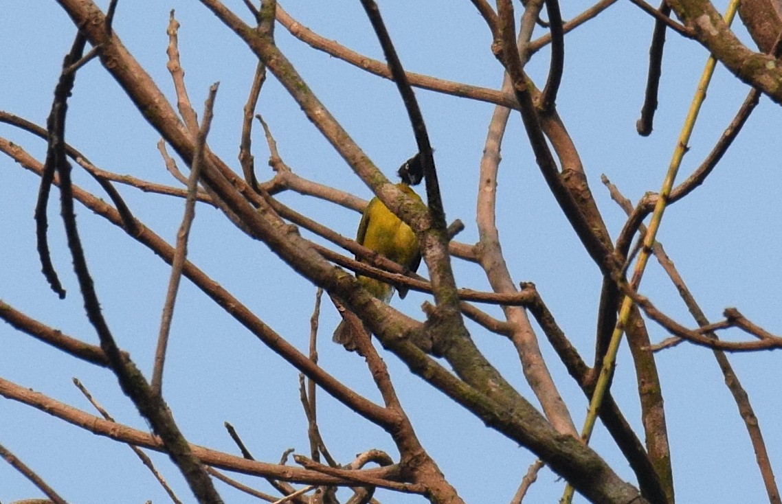 Black-crested Bulbul - ML549238251