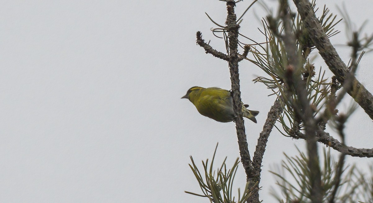 Чиж лісовий - ML549238491