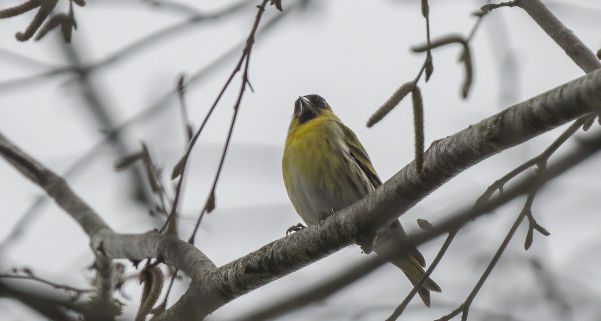 Чиж лісовий - ML549238601